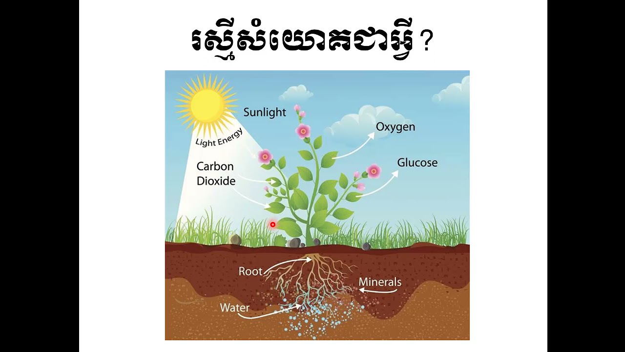 រស្មីសំយោគ