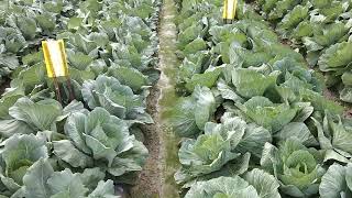 cabbages farm in Thailand | Ceo Thiyada