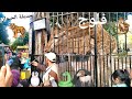 فلوج حديقة الحيوان شفنا كل الحيوانات وأكلناها بأيدينا ولعبنا معاهم وشوفو عملنا ايه مع الأسود والقرود 