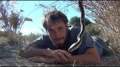 Island of Carpet pythons! Imbricata, the South-West Carpet Python