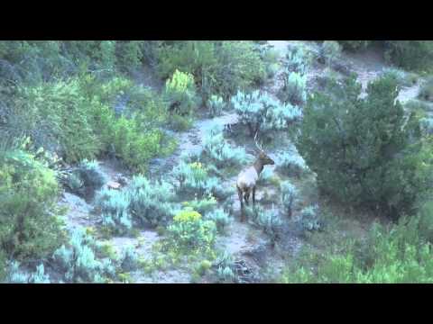 Kristen Stocks Utah Elk 2010