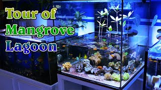 Complete Tour of the Mangrove Cube Lagoon  Trees, Clams, & Corals