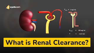 What is Renal Clearance? | Basic Cell Biology and Physiology for Medical Students