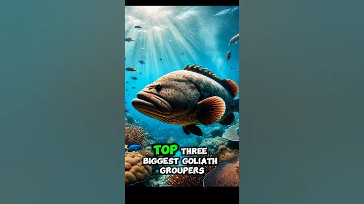 Top 3 biggest Goliath Grouper ever caught #shorts #fishing