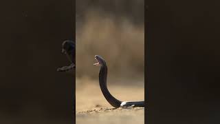 Spitting Cobra in Slow Motion