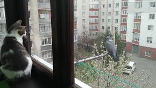 Gray Striped Tabby Cat Watching At Dove At Balcony