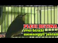 Pleci Betina Over Birahi Memanggil Pleci Jantan Mp3 - Mp4 Download