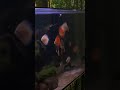 30 DISCUS fish VS (BEEF HEART)