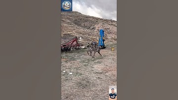 Kangal Power Unleashed – Meet the World