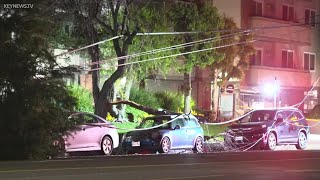 Large Tree Falls Along With Power Lines Onto Multiple Vehicles During Gusty Winds in Lake Balboa