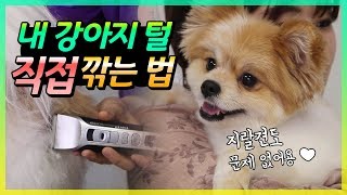 애견미용실 값 굳는, 핵 쉬운 셀프 미용법(1편)