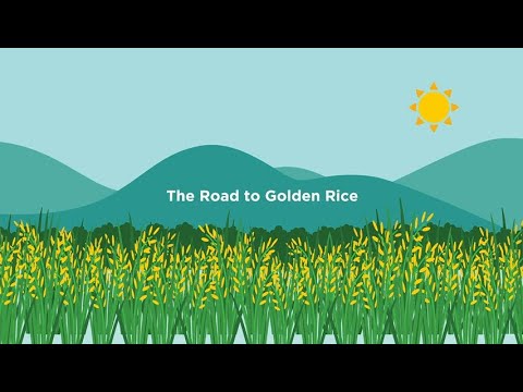 Videó: Hogyan jött létre az Aranyrizs?