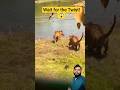 Tiger vs Tiger: Shikar chhod kar bhid gaye #shorts #tiger #wildlife #jimcorbett