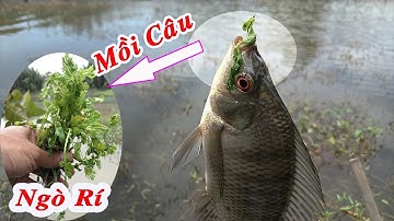Câu Cá Rô Phi Bằng Ngò Rí , Cá Ăn Quá Dữ