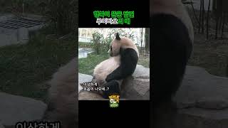 행복이 뚠뚠 담긴 루이바오의 배