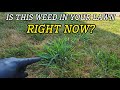 This Is NOT Crabgrass This Is NOT Crabgrass