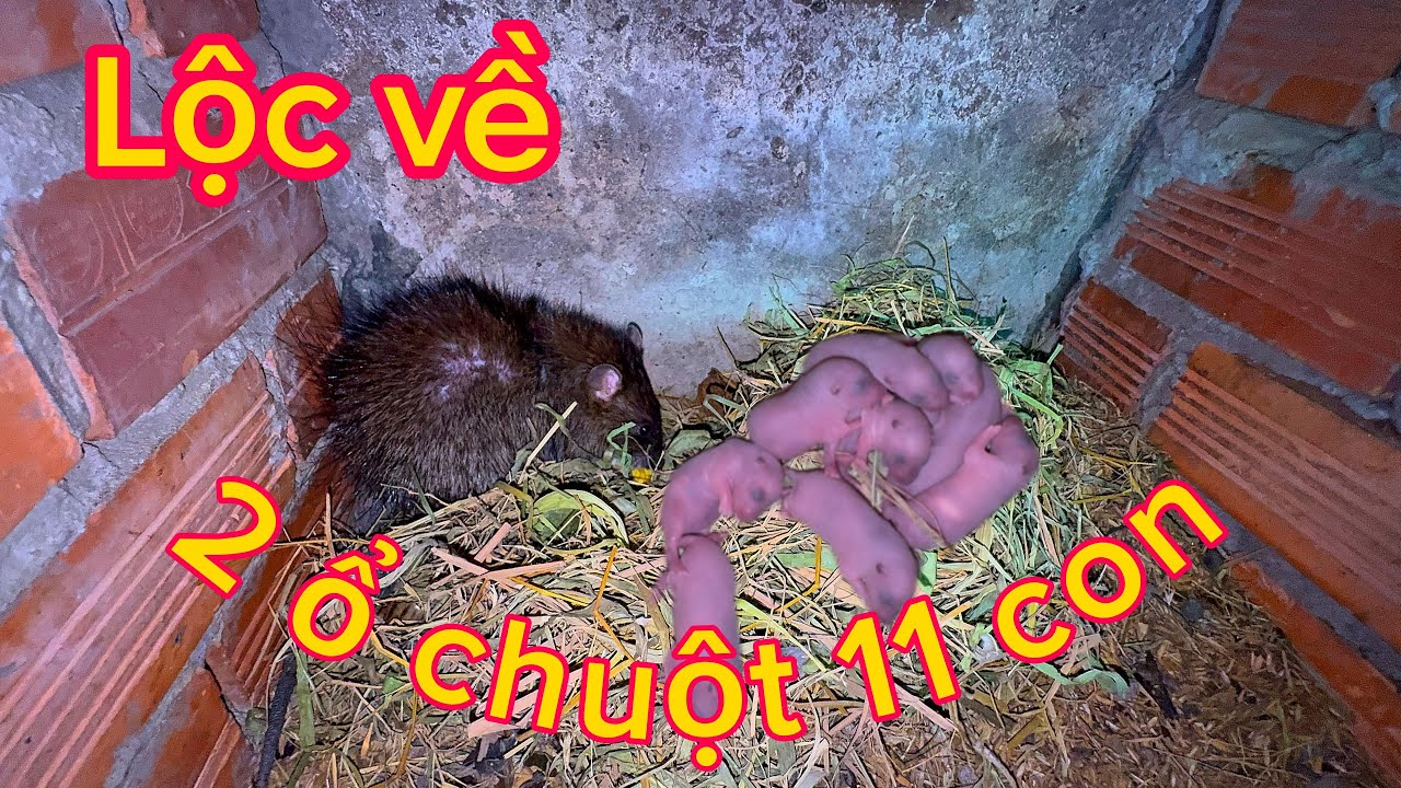 Chuột cống nhum sinh sản như thế nào?  Và một ổ có bao nhiêu con ?