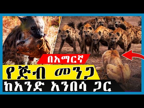 ቪዲዮ: የአፍሪካ የዱር አራዊት፣ ባህሪያቱ እና መግለጫው።