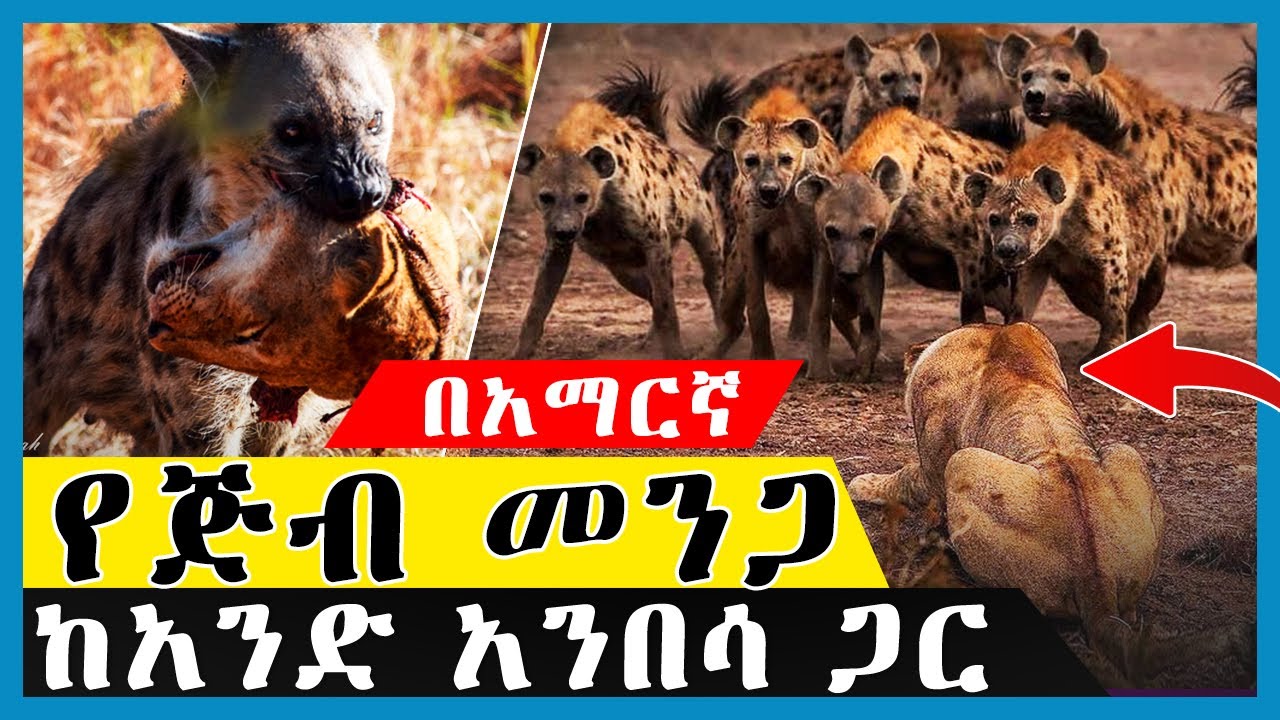 🛑 20 ጅቦች አንዱን አንበሳ ከበው ሊበሉት ነው  | በአማርኛ | ዋርካ ፍጥረት |