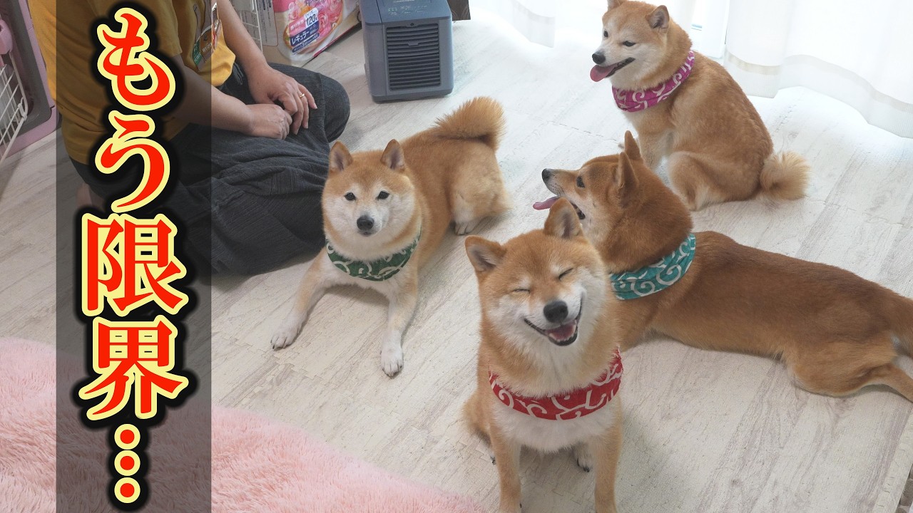 怒る柴犬❗️（夏仕様） Unable to bear the heat outside, the Shiba Inu dogs huddled