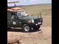 نمر يصطاد صغير خنزير أمه تتدخل شراسة أنثى الخنزير البري