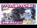 【わんにゃんフェスタ2025秋】ワンちゃん＆猫ちゃん好きのためのイベントを開催しました！！
