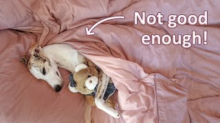 Your Whippet Probably Isn't Spoiled Enough And Here's Why by ShowPaws 2,222 views 2 months ago 8 minutes, 14 seconds