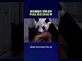 이름 지어줄 사람? #푸바오 #shorts #스브스뉴스