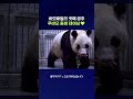 이름 지어줄 사람? #푸바오 #shorts #스브스뉴스