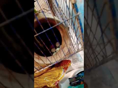 red parrot 🦜🥚🥚