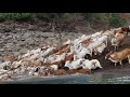 Sturdy cattle that sustain fragile communities : The Poda Thurupu cattle of Telangana