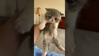 Exotic shorthair kittens 1 month old