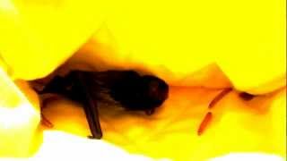 Gould's Wattled Bat with Microbat Pouches made by Megan Churches.  Adelaide Bat Care and Miss Lilly