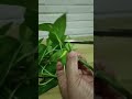 Easy Way On How To Propagate Pothos Plant In Water #shorts #shortvideo # propagate #moneyplant