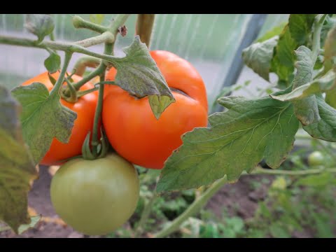 Video: Tomate 