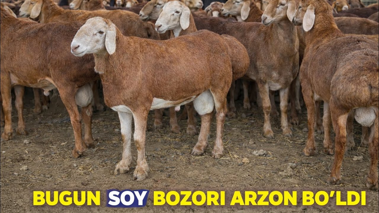 BUNAQA ARZON BOLMAGAN KORING