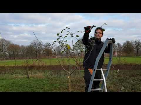 Video: Voorjaarsverwerking van fruitbomen en struiken