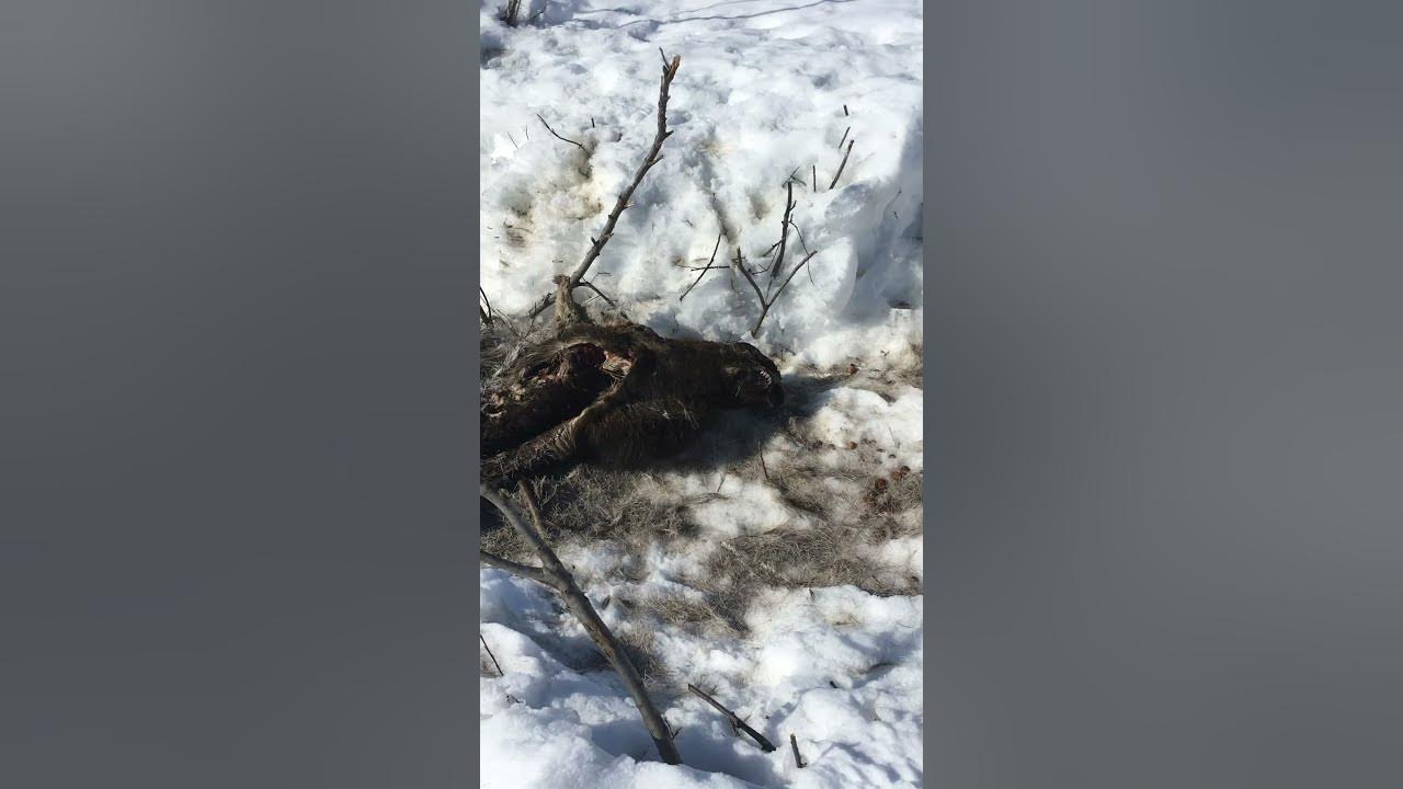 Moose kills from deep snow wolves eat/ #nature /animals/ survival of fittest