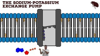 The Sodium-Potassium Exchange Pump