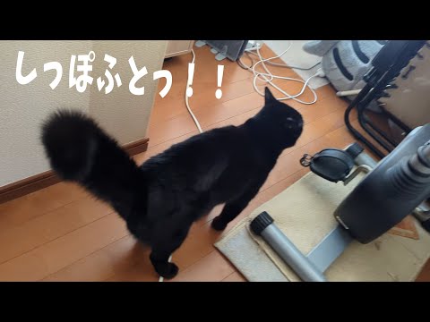 野良猫【値下8/31削除】Aprés パンプス23.0cm黒 鍵尻尾の黒猫 オス去勢済み 脱走