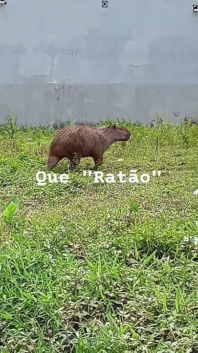 capivara agiota no r/halflife : r/suddenlycaralho
