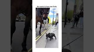 Meanwhile the horse 😭 via - thefrenchietaquito/tiktok