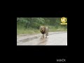 SIMBA AKIWA MAWINDONI MBUGA YA NGORONGORO Serengeti Mikumi Arusha Tanzanianationpark 