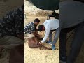 castration of buck