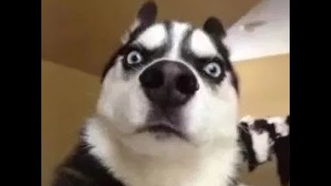 hacker rustafied sea long