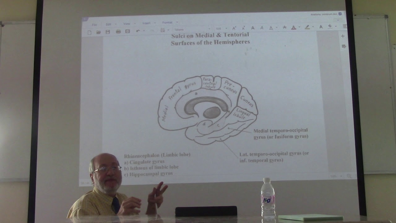 Neuroanatomy 63 ( Cerebrum , part 6 ) , by Dr. Wahdan - YouTube