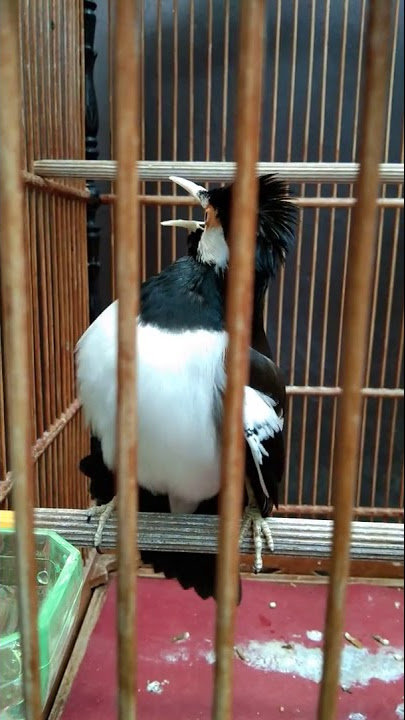 JALAK SUREN ISIAN LOVEBIRD