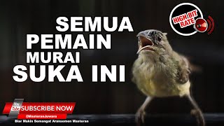 🔴 Masteran Kolibri Kelapa Betina Full Ngecret ❗️ JEDA Natural