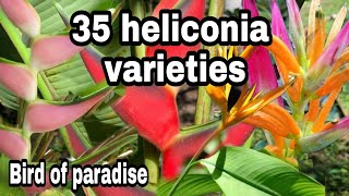 #heliconia plants varieties#Birds of paradise#with names Resimi