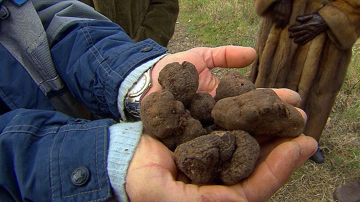 Truffles: The Most Expensive Food in the World - DayDayNews